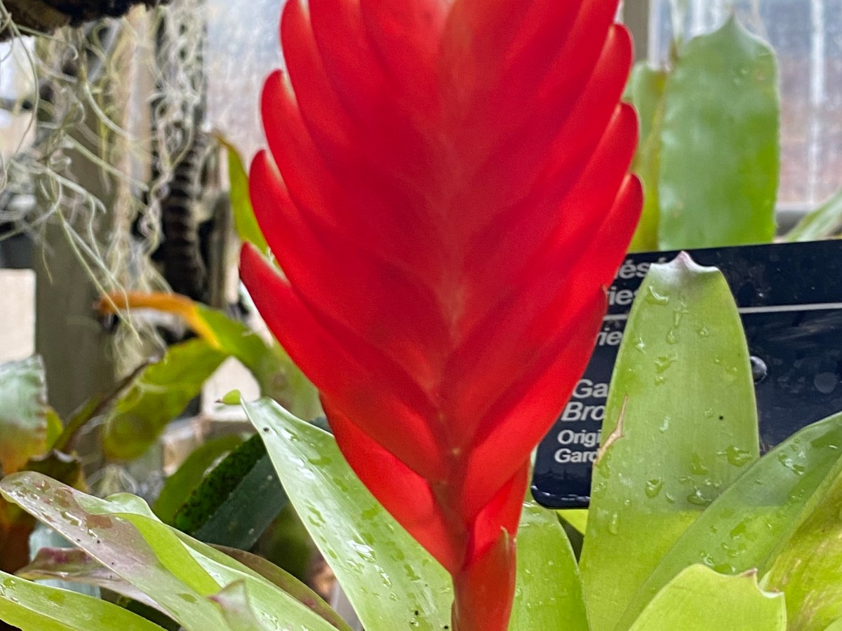 Montreal’s Botanical Garden